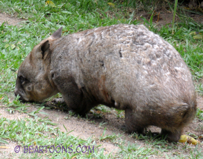 Wombat-Bearman-Cartoons
